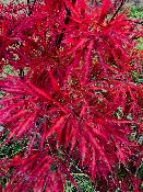 Acer Dissectum "Garnet" C10
