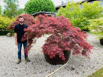 Acer Dissectum "Stella Rossa" C45