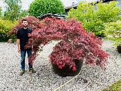 Acer Dissectum "Stella Rossa" C45