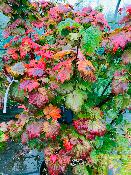 Acer Japonicum "Vitifolium" C15