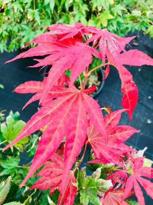 Acer Palmatum "Semis" C3