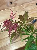 Acer Palmatum "Ki Hashijo" C2,4