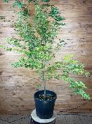 Acer Palmatum "Semis" C25