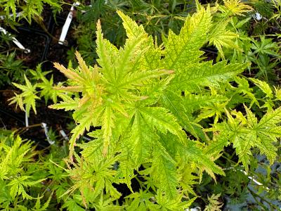 Acer Palmatum "Harusame" C2,4