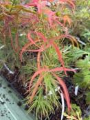Acer Palmatum "Linearilobum" C2,4
