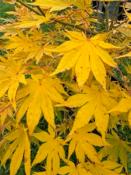 Acer Palmatum "Semis" C45
