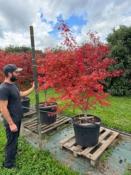 Acer Palmatum "Semis" C90