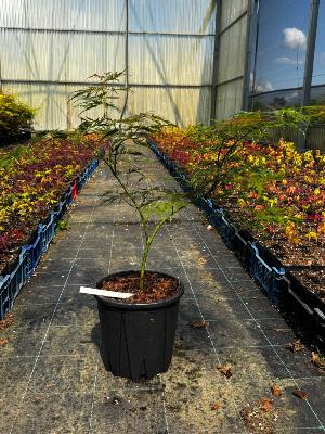 Acer Dissectum "Ornatum FG" C5