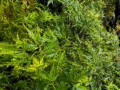 Acer Dissectum "Viridis" C5