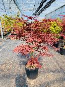 Acer Palmatum "Semis" C45