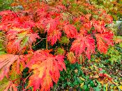 Acer Japonicum "Aconitifolium" C2,4