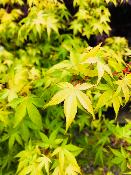 Acer Palmatum "Katsura" C2,4