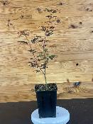 Acer Palmatum "Sketter's Broom" C2,4