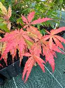 Acer Palmatum "Mila Originel" C2,4