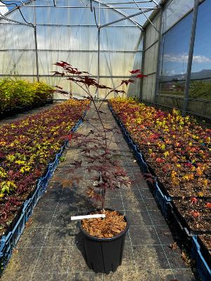 Acer Palmatum "Fire Glow" C5