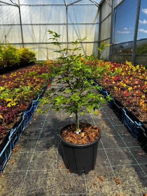 Acer Palmatum "Murasaki Kiyohime" C5