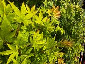 Acer Palmatum "Sangokaku" C5