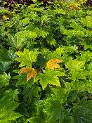Acer Japonicum "Vitifolium" C5