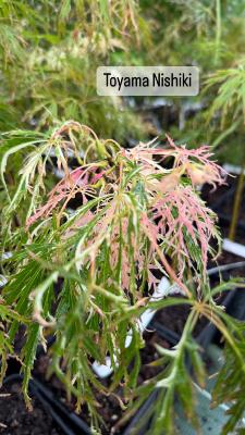 Acer Dissectum "Toyama Nishiki" C2,4