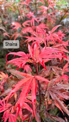 Acer Palmatum "Shaina" C2,4