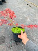 Acer Dissectum "Semis" C3