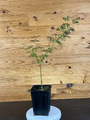 Acer Dissectum "Ornatum" C2,4