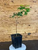 Acer Japonicum "Vitifolium" C2,4