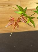 Acer Palmatum "Seigen" C2,4