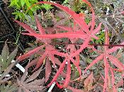 Acer Palmatum "Peve Dave" C2,4