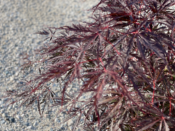 Acer Dissectum "Garnet" C15 