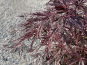 Acer Dissectum "Garnet" Déco 