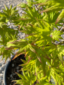 Acer Shirasawanum "Autumn Moon" C25