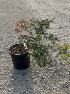 Acer Dissectum "Orangeola" C10