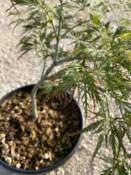 Acer Dissectum "Ornatum" C10