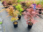Acer Palmatum "Semis" C10