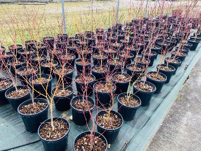 Acer Palmatum "Semis" C10
