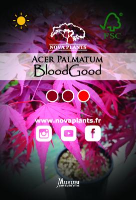 Acer Palmatum "Blood Good" C2,4