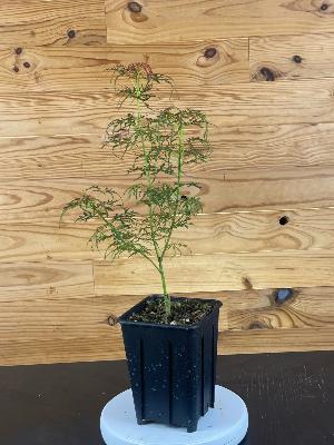 Acer Dissectum "Nova Plants" C2,4