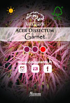Acer Dissectum "Garnet" C3