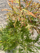 Acer Dissectum "Ornatum FG" C10