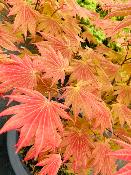 Acer Shirasawanum "Automn Moon" C12 Déco