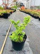 Acer Palmatum "Mikawa Yatsubusa" C2,4