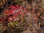 Acer Dissectum "Ornatum" C5