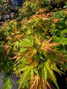 Acer Palmatum "Wilson's Pink Dwarf" C5