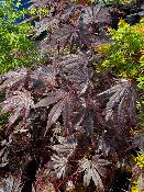Acer Shirasawanum "Yasemin" C5
