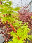 Acer Palmatum "Sangokaku" C2,4