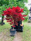 Acer Palmatum "Fire Glow" C10