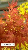 Acer Palmatum "Phoenix" C2,4