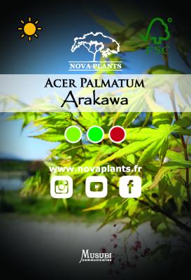 Acer Palmatum "Arakawa" C2,4