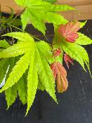 Acer Shirasawanum "Moon Rise" C2,4